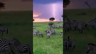 Thunderstorm in Africa ⚡️🦓 #tanzania #serengeti #africa