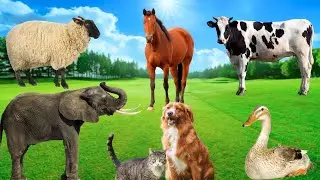 Animal Habitats - Cow, Duck, Dog, Elephant, Cat - Familiar Animals