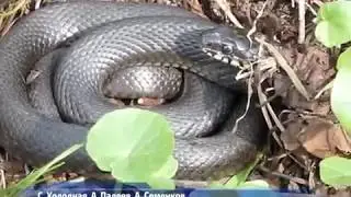 Верный способ защититься от змей