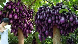 New technique, eggplant planting ceremony with oranges get amazing results