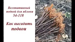 Высаживаем подвой 54-118