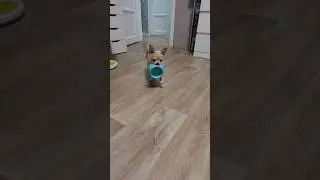 Когда очень хочется пить! Умный Марик!😂😂😂 