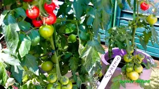 Pieds de tomates en pot ( le 06 Juin 2024 je mange mes  Tomates PREMIO )