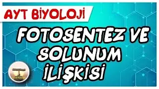 AYT Biyoloji | Fotosentez ve Solunum İlişkisi 
