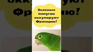 Зеленые попугаи оккупируют Францию!