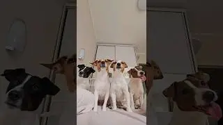 Не дыши, если хочешь поспать утром!😂 #jackrussellterrier #dog #собака