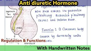 Antidiuretic hormone | Vasopressin | Regulation | Function
