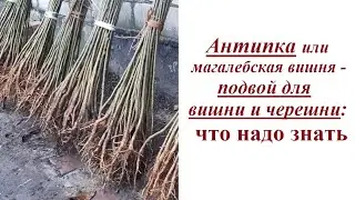 Антипка – подвой для вишни и черешни