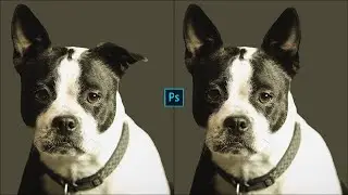 How to Use Clone Stamp Tool, Clone Source in Photoshop 2022