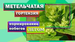 Гортензия метельчатая. Нормирование побегов летом.