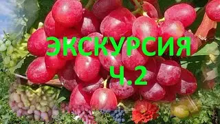 @Виноград 2021  Виноградник Гергеля, г Полтава  Ч 2