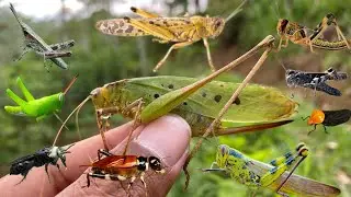 Hunt giant insects |grasshoppers|wasps|katydids