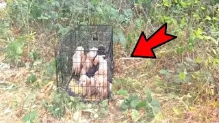 A man noticed a strange cage near the road. He was speechless from what he saw...