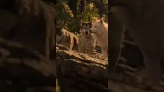 пёс Бэк спас волка😱фильм называется зов предков