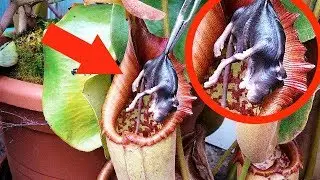 РАСТЕНИЯ - ХИЩНИКИ, КОТОРЫЕ ЕДЯТ ЖИВОТНЫХ!