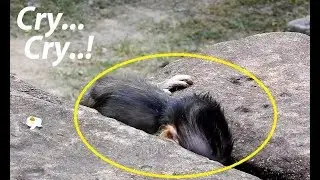 Million BreakHeart ! So Pity baby Maddix | Dolly Mistreat Maddix push in gap rock.