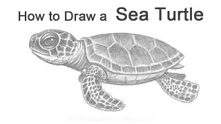 How to Draw a Baby Sea Turtle