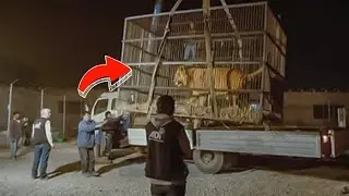 Шавкатсиз Одам Бу Шерни Азоблаганди Кейин Эса У....