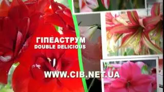 Сельский Вестник Украина - гипеаструм Double Delicions