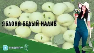 Яблоня Белый налив