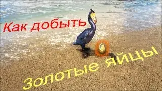 Как добыть золотые яйца Гесперорниса в Ark Survival