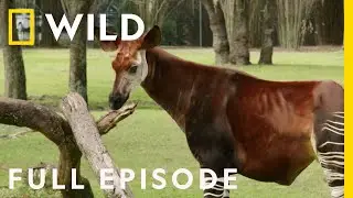 A Pregnant Okapi Gives Birth at Animal Kingdom (Full Episode) | Magic of Disneys Animal Kingdom