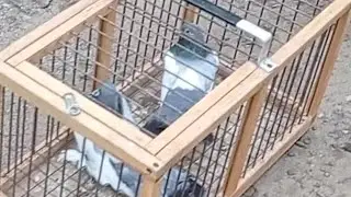 ПОДОЛЬСК 10.09.23.ПТИЧИЙ РЫНОК