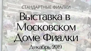 Выставка в Доме Фиалки Декабрь 2019 Стандарты