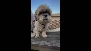 libido mon beau chien tibétain !