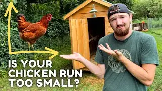 Chicken Run Size | How much room do CHICKENS really NEED?