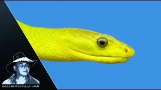 Green Mamba Basking In Tree 01 Footage