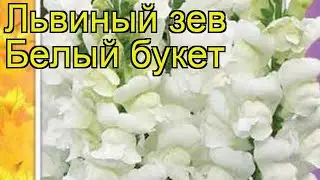 Львиный зев Белый букет. Краткий обзор, описание характеристик antirrhinum majus Belyy buket
