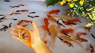 Redtail Catfish Goldfish Parrot Fish Molly Halfmoon Betta Fish Carp Carps Cute baby animals Videos