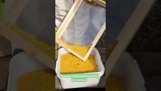 Пыльца с ивы! 