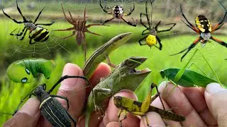Explorer's Trail: Hunting Insects and Reptiles in the Wild
