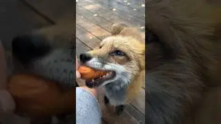 Сарделька, давай сюда