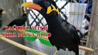 Amazing talking with Hill Myna Bird with sound and talking ASMR