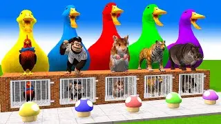 5 Giant Duck Cartoon,Lion,Cow,rabbit,Gorilla,Chicken,Zebraa,Cat Wild Animals Crossing Fountain 2023