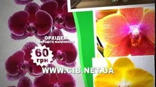 Сельский Вестник Украина - орхидея