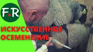 18+ Искусственное осеменение овец Получение семени от барана Племрепродуктор Покров. Обучающее видео