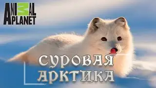 Суровая Арктика - Ледяная пустыня. Мир природы, дикие животные. 
