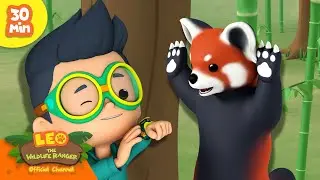 Most Amazing Animals from ASIA! 🎍🎋 | Red Pandas & more! | Leo the Wildlife Ranger | Kids Cartoons