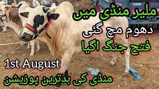 Malir Mandi | Karachi Cattle Rates Update | Bargaining | 1-August-2023 | Season 2024 Cow Mandi