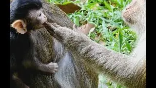 Why Big Monkey do like this with Baby Monkey Behind Mom? MV 0176