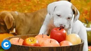 First Day of Fall