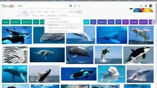 Creative Commons Image Searching in Google