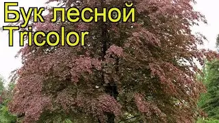 Бук лесной Триколор. Краткий обзор, описание характеристик fagus sylvatica Tricolor