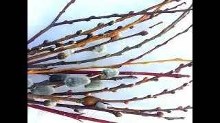 Willow Wonderland!