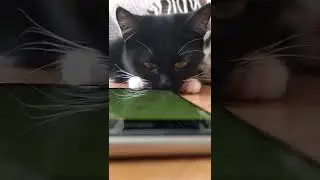 Мышка для кота - Как котятам нравится игра. 