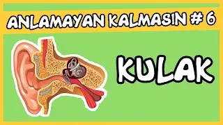 Anlamayan Kalmasın #6 Kulak